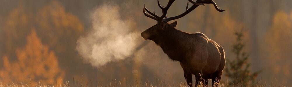 An elk at sunrise.