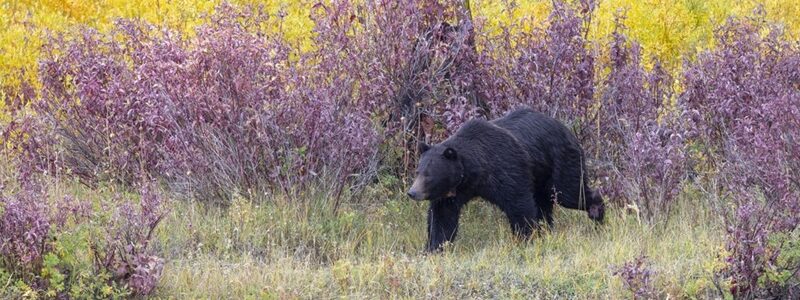 A Grizzly Bear