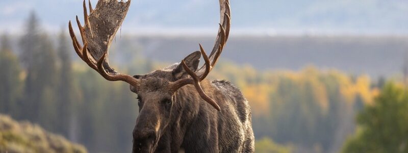 A bull moose